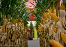 Besides a wide selection of greenhouse and open field vegetables corn, alfalfa and sorghum are the three mayor row crows on trial at the Expo Agroalimentaria.