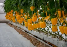 Yellow Rijk Zwaan peppers.