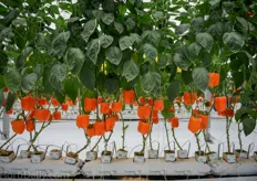 Rijk Zwaan's Orangery peppers.