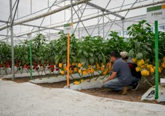 Hazera medium tech greenhouse bell pepper trials.