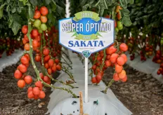 Sakata saladette tomatoes.