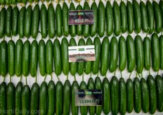 Uniform mini cucumber varieties from Yuksel.