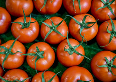 Tomato variety Mira from Axia.