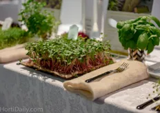 Get ready for a culinary experience with microgreens and cresses.