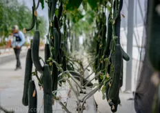 Van Den Bosch Cucumbers.