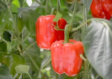 Syngenta red pepper.