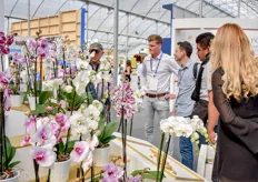 Phalaenopsis is not very familiar for Mexican consumers but is gaining popularity and market share