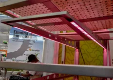 The multilayer LED propgation system of Heliospectra, installed at NatureSweet.