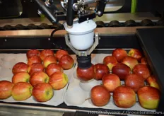 Greefa's SmartPackr2: Step 3: the robot put the apples with the bloss above and the stems in the same direction