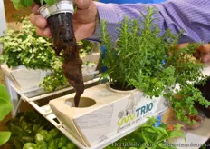 Israeli young plant grower Hishtil recently launched a new product on the market for the end consumer; TRIO. It is a three plants package designed to preserve the plant's growth for several weeks. http://www.hortidaily.com/article/40062/Three-plants- package-TRIO-is-a-hit-for-Hishtil
