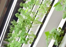 Vertical farming easy to start with!