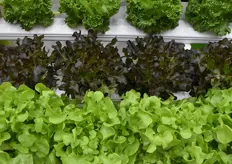 The consumption of lettuce is growing and thus the popularity of their varieties