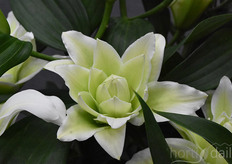 It's remarkable green colour within the flower and it's fresh look and the double flowers make Roselily Leona a remarkable variety.