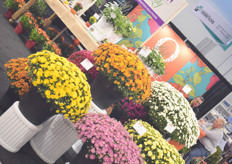 Garden Party with Dummen Orange