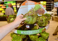 Lettuce in a hard packaging