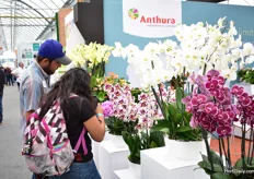 Phalaenopsis attracting the attention of many visitors.