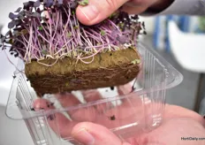Oasis Grower Solutions recently introduced a foam to grow microgreens. “It is clean, sterile and has the perfect PH balance for growing greens.”
