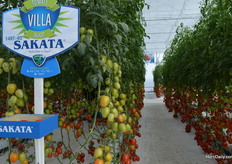 The tomatos of Sakata.