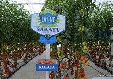 Sakata tomatos.