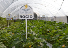 Lark Seeds is showing their products.