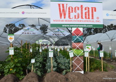 Westar is showing their products outside.