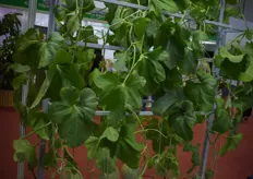 Showing solutions for hydroponic growing, of which melons are a popular crop.