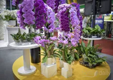The company expanded their assortment with young plants for orchids, in 4.5 cm, 7,5 & 10.5 cm.  They are sold to growers and also to consumers wanting the joy of growing a flower themselves.