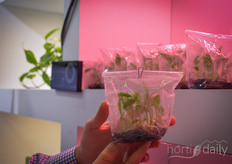 Banana youngplant grown with the help of LED