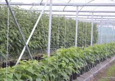Delphy conducts research in the ISFC on all types of soft fruits. Strawberry is the largest group, but research is also being done in raspberry and blackberry.