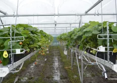 The first strawberry plants could be seen on 1000 square meters of racks.