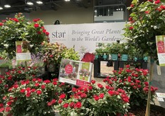 Meet Petite Knock Out Rose at the booth of Star Roses. 