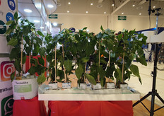 Termolita was present with their distributor of KBW Supply México Productos 