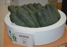 Another new introduction by Bejo was the Spanish cucumber type Akasya