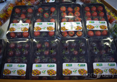 One of the new Yuksel Tohum varieties