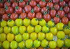 Colourful tomatoes are on the rise in Turkey, both for the internal market as for export.