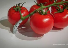 Small innovations can be very big. A metal tomato clip makes it possible to produce plastic-free cultivation waste, which can be composted.                          