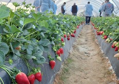 Variety Red Samantha, soil-grown