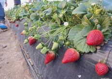 Variety Red Samantha