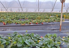Strawberry greenhouses with different strawberry selections
