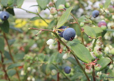 But if there was one protagonist at the Fall Creek Field + Forum, it was him: the blueberry.