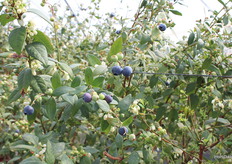 Fall Creek has carried its motto, Building a world with better blueberries, into each of the varieties developed in its different programmes, grown around the world.