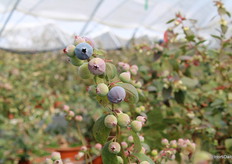 Genetics has been a crucial element in the growth of the global blueberry market which, in addition to allowing year-round production, has resulted in fruit, such as the new Sekoya Nova variety, with a shelf life of more than 60 days in cold storage.