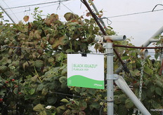 One of the berries that arouses most interest: the blackberry. Because... is black the new blue?