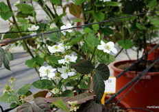 Blackberry flowers, variety Black Iguazú
