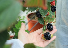 Blackberries Black Iguazú