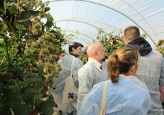 Producers and retailers listened attentively to the Planasa team's explanations about blackberries.