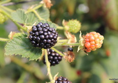 Blackberries Black Iguazú