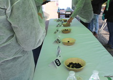 Moment of tasting blackberry varieties