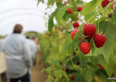 Pink Hudson Jellyfish
