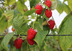 Pink Hudson Jellyfish
